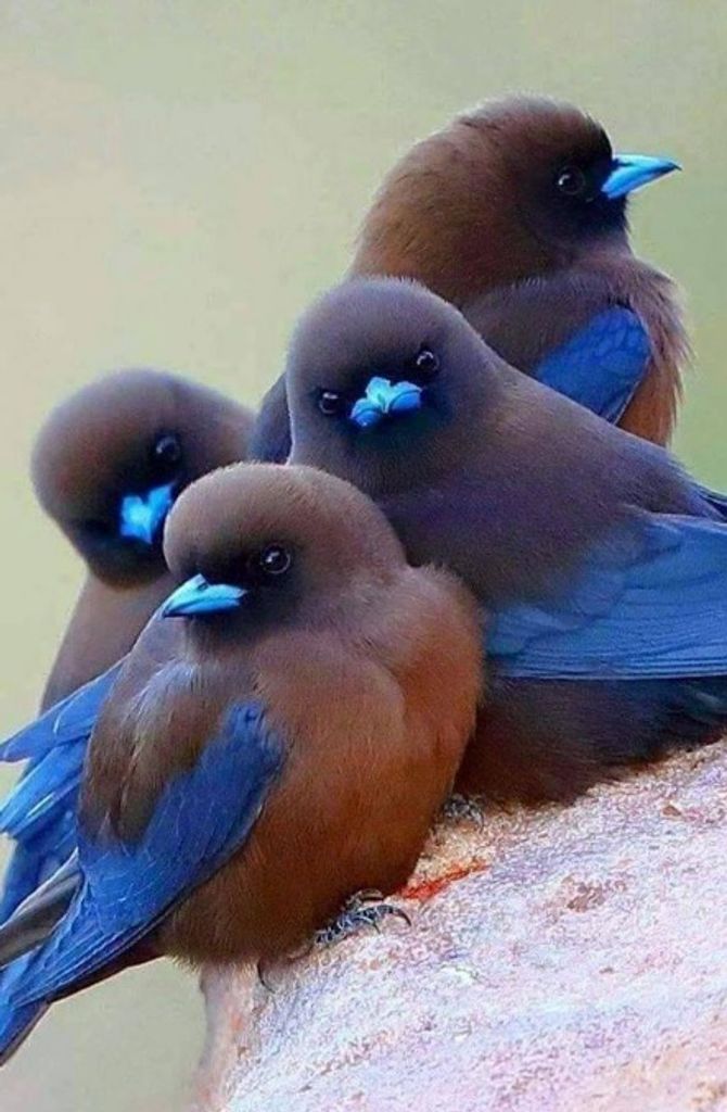 Leona M. (Hemphill)  Miller