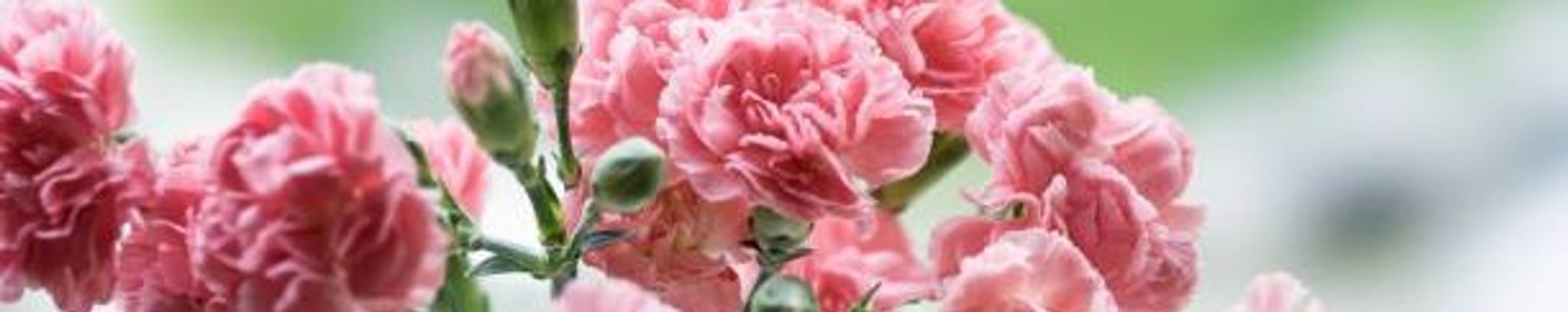 Cover photo for Virginia V. Mares's Obituary