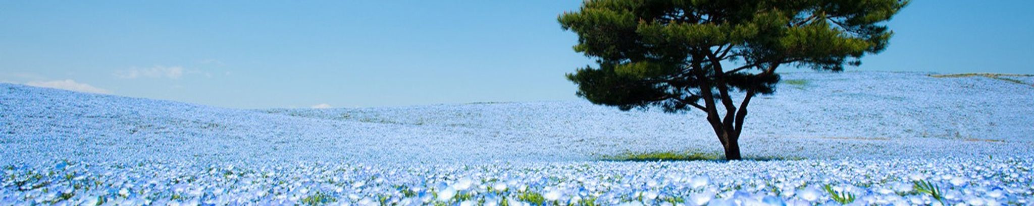 Cover photo for Holly Laska's Obituary