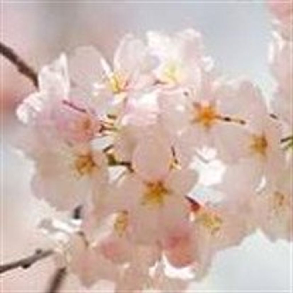 Janice  Claire Janko