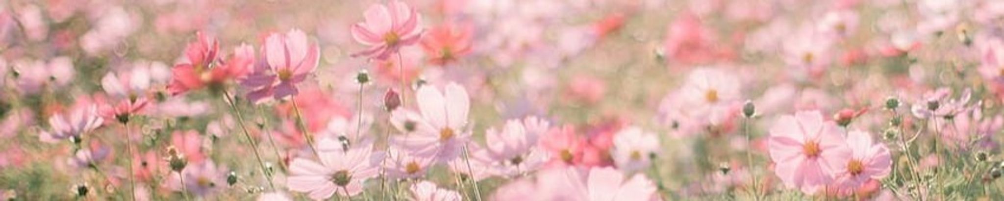 Cover photo for Judy Elaine Rollins Russell-White's Obituary
