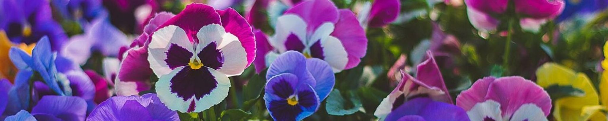 Cover for Jean Surgenor's Obituary