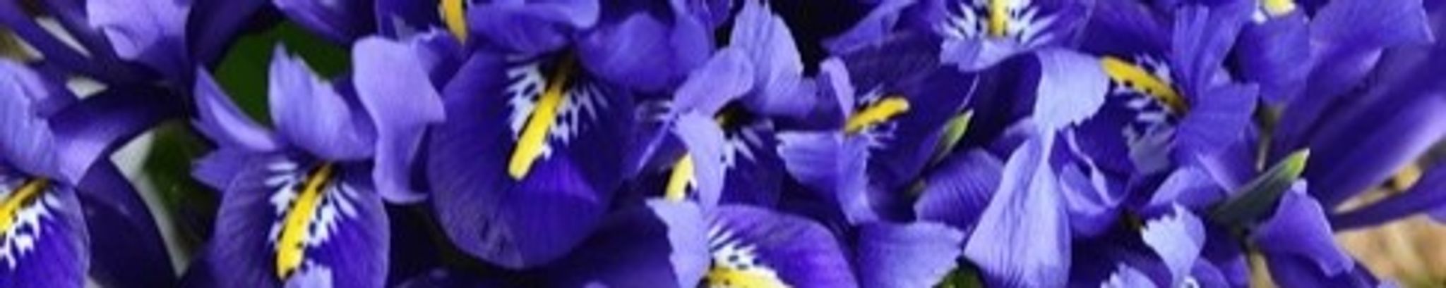 Cover photo for Linda Louise Kinsey's Obituary