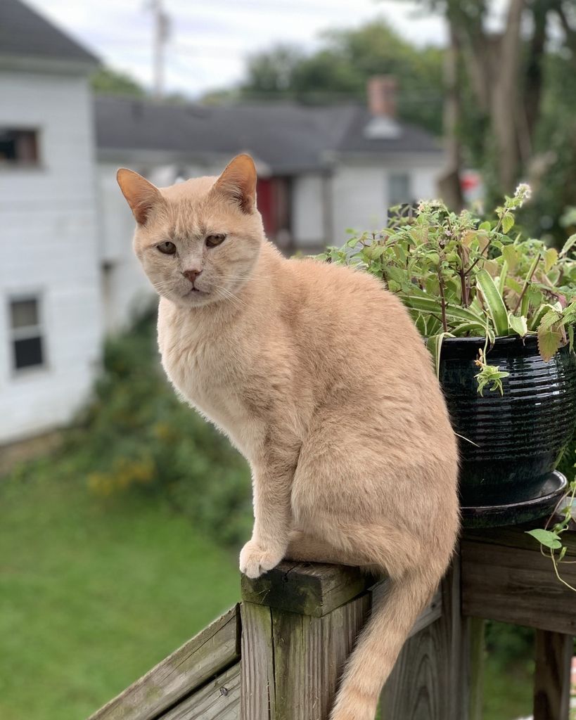 Pat the Cat Amidon Profile Photo