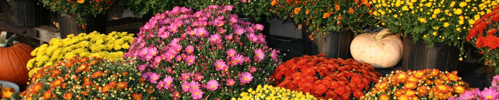 Cover photo for Nancy Carol Stricklin's Obituary