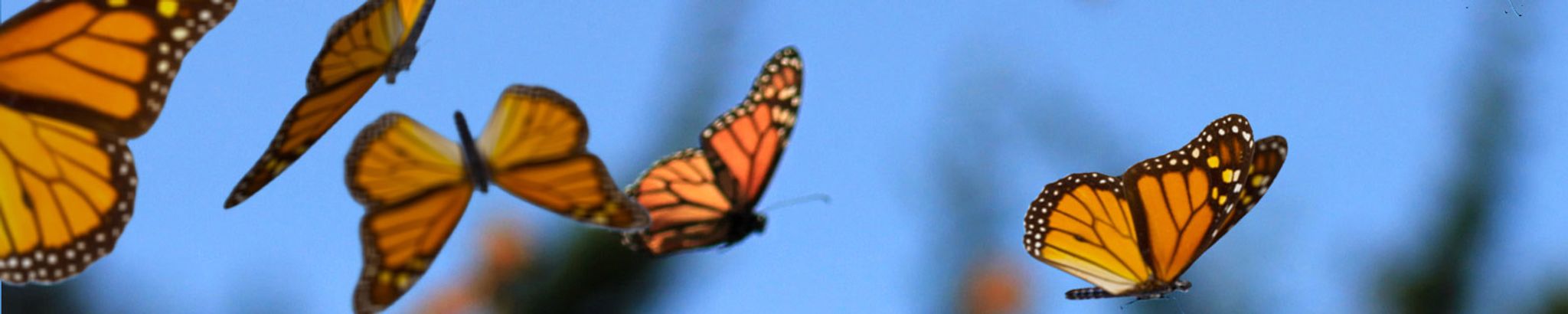 Cover photo for Carolyn Jo Johnston's Obituary