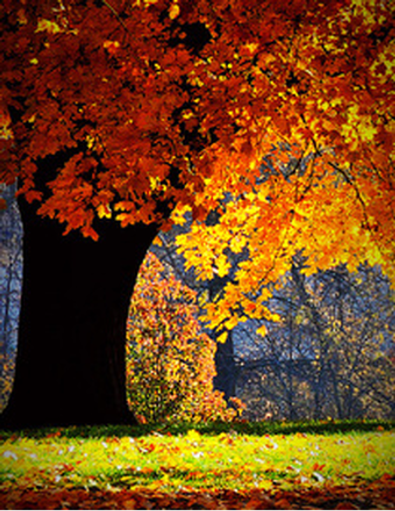 Werner Robert Wolfgang Brett