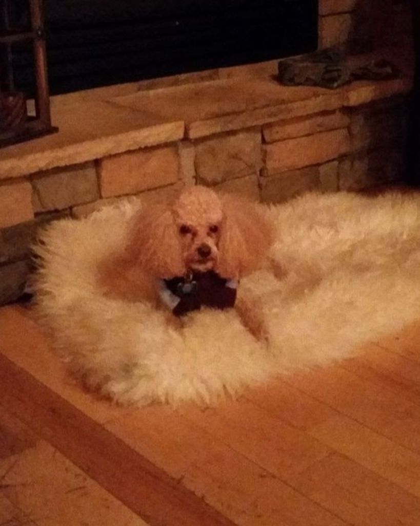 Simba Jackson Profile Photo