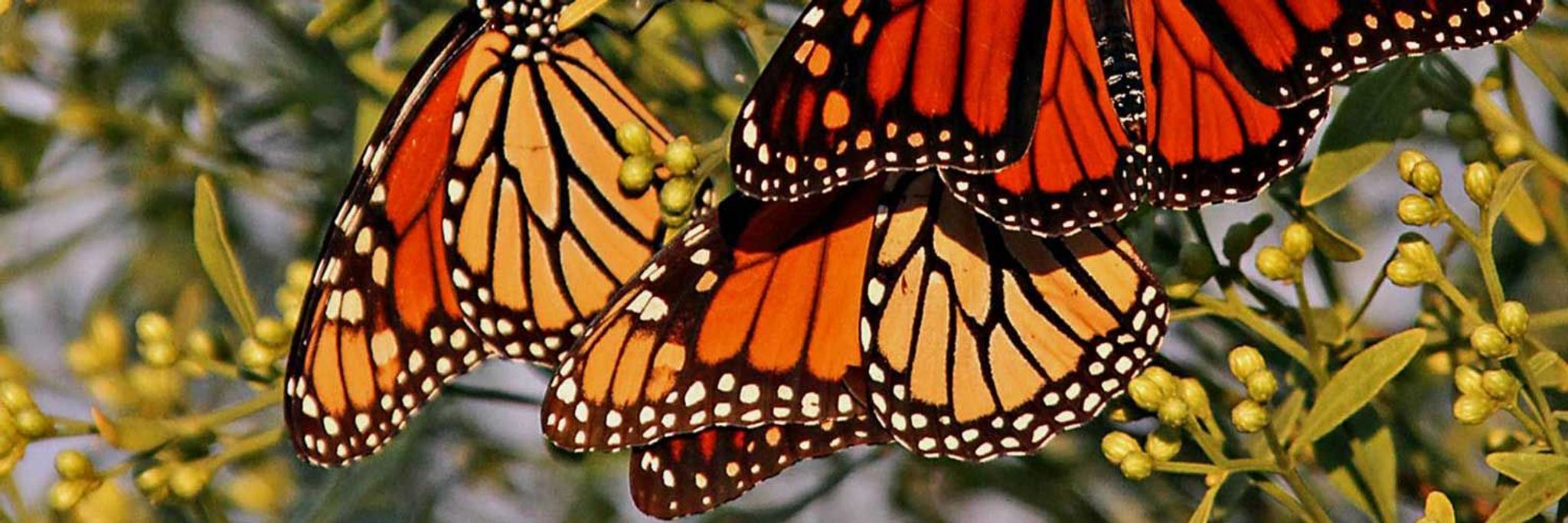 Cover photo for Nicole D. Sheputis's Obituary