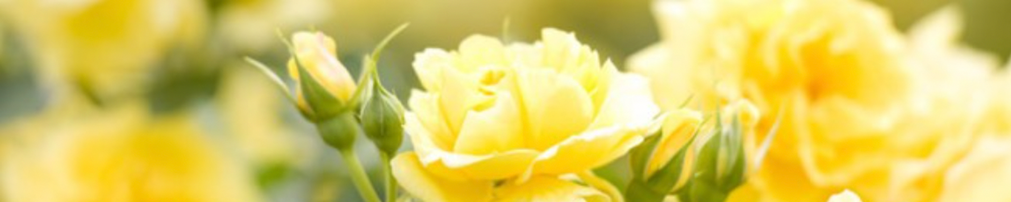 Cover photo for Carolyn Ann Prosise's Obituary