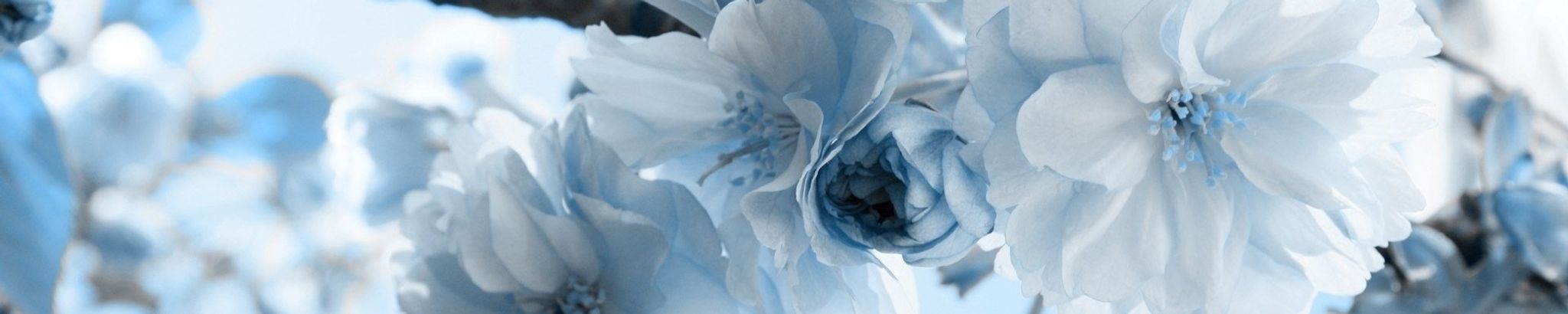 Cover for Ruth A. Butera's Obituary