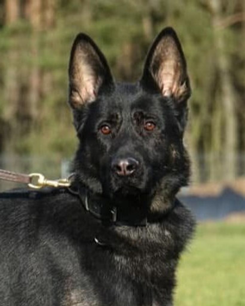 K9 Bane