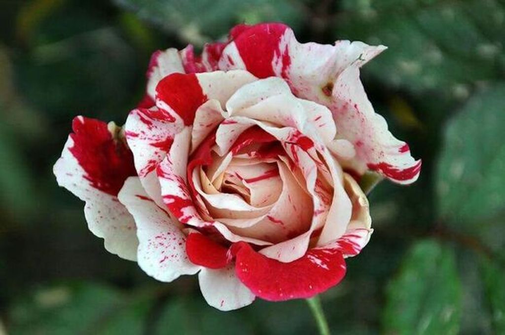 Mae Lee Webster Profile Photo