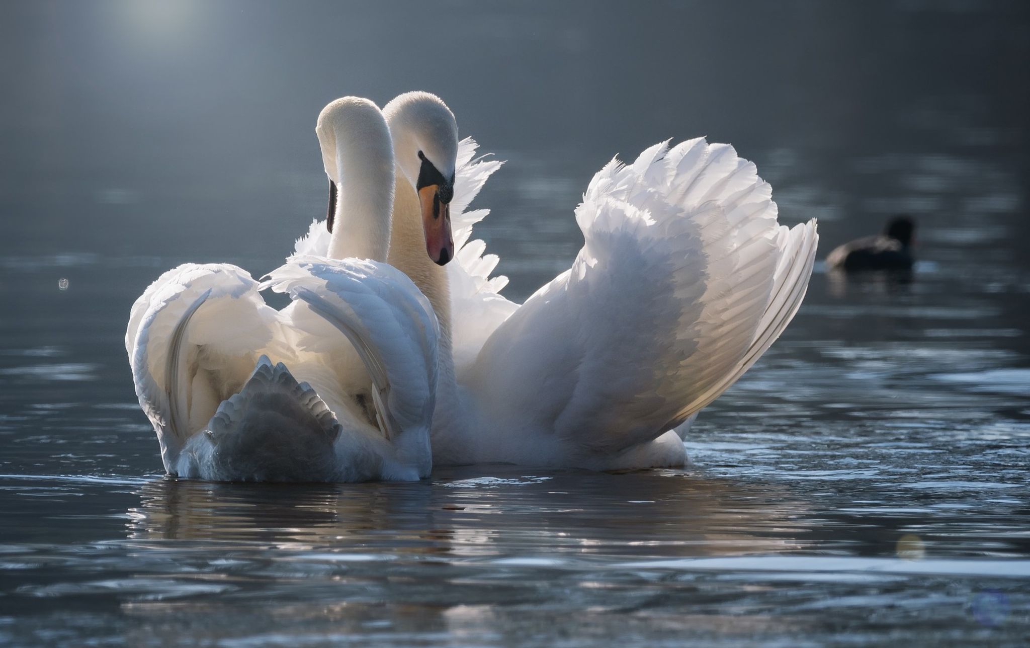 Cover for Marion L. Bohunicky's Obituary