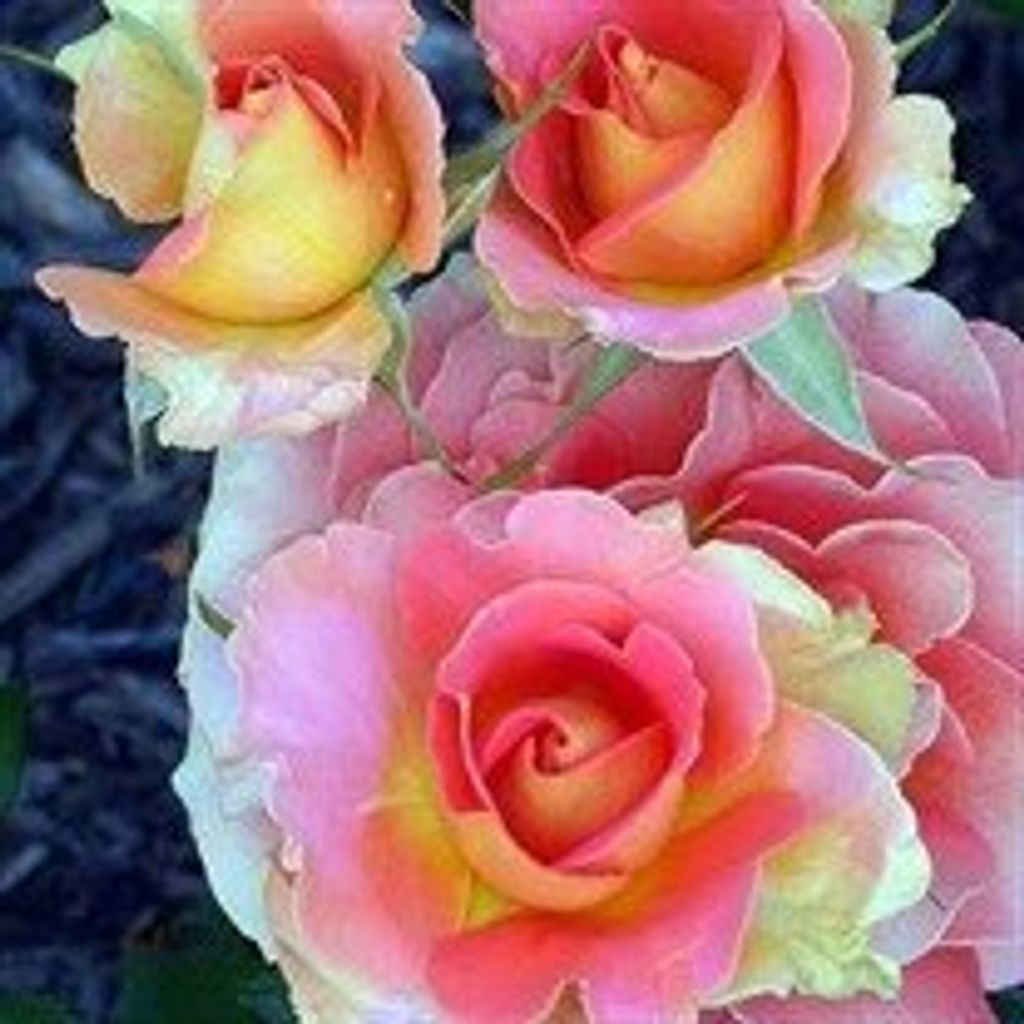 Cynthia Huey