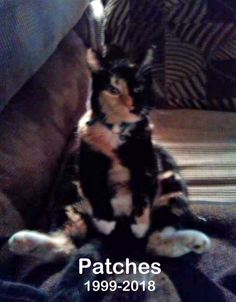 Patches Profile Photo