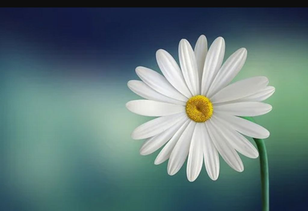 Rita Lea Martin Profile Photo