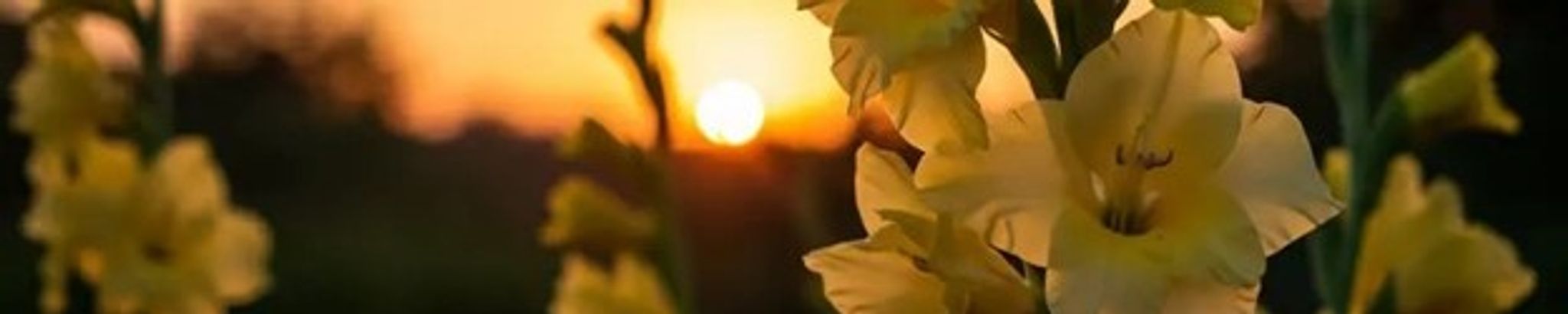 Cover for Christtine Heather Fondse's Obituary