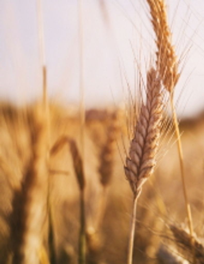 Josephine C. 'Jo' Farrell