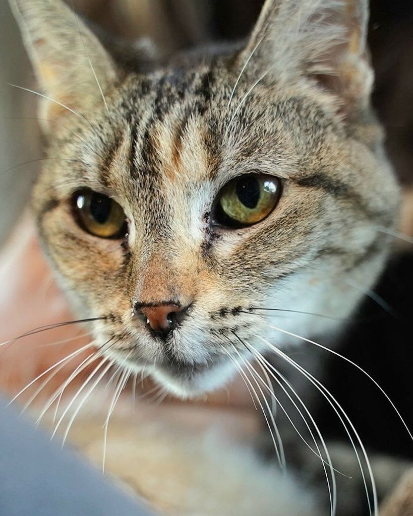 Mama Kitty 🖤 Profile Photo