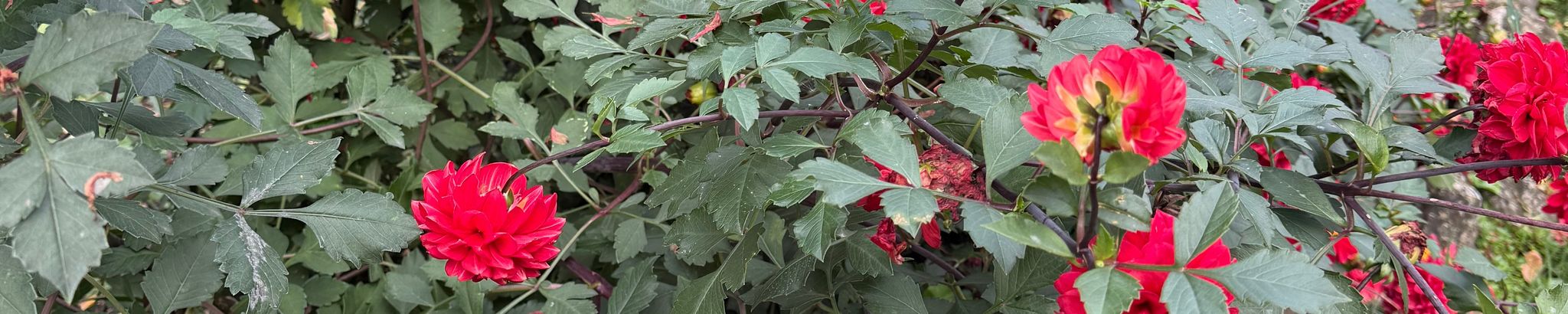 Cover for Phyllis Lorraine Scharfenberg's Obituary