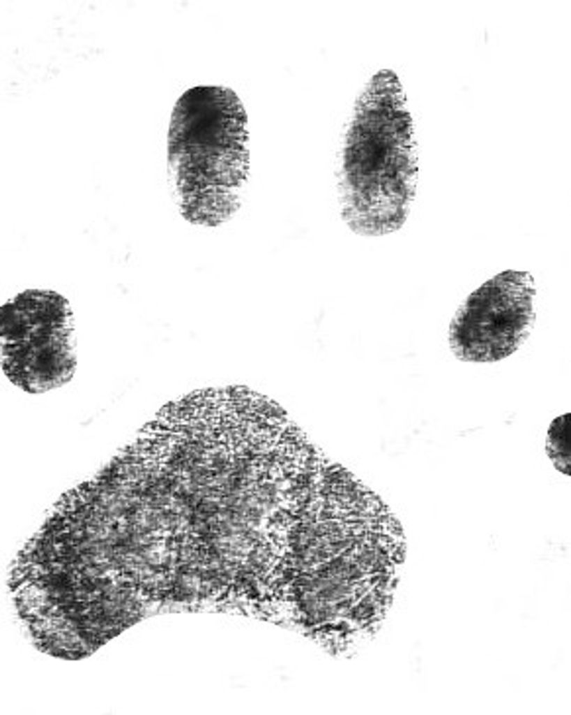 Zombie Loy Profile Photo