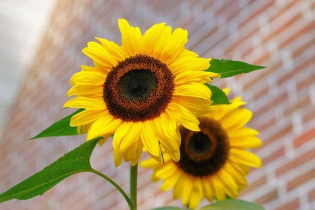 Georgia J Megenity Profile Photo