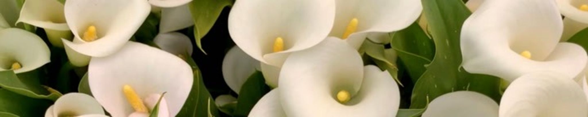 Cover photo for Irene M. Solis's Obituary