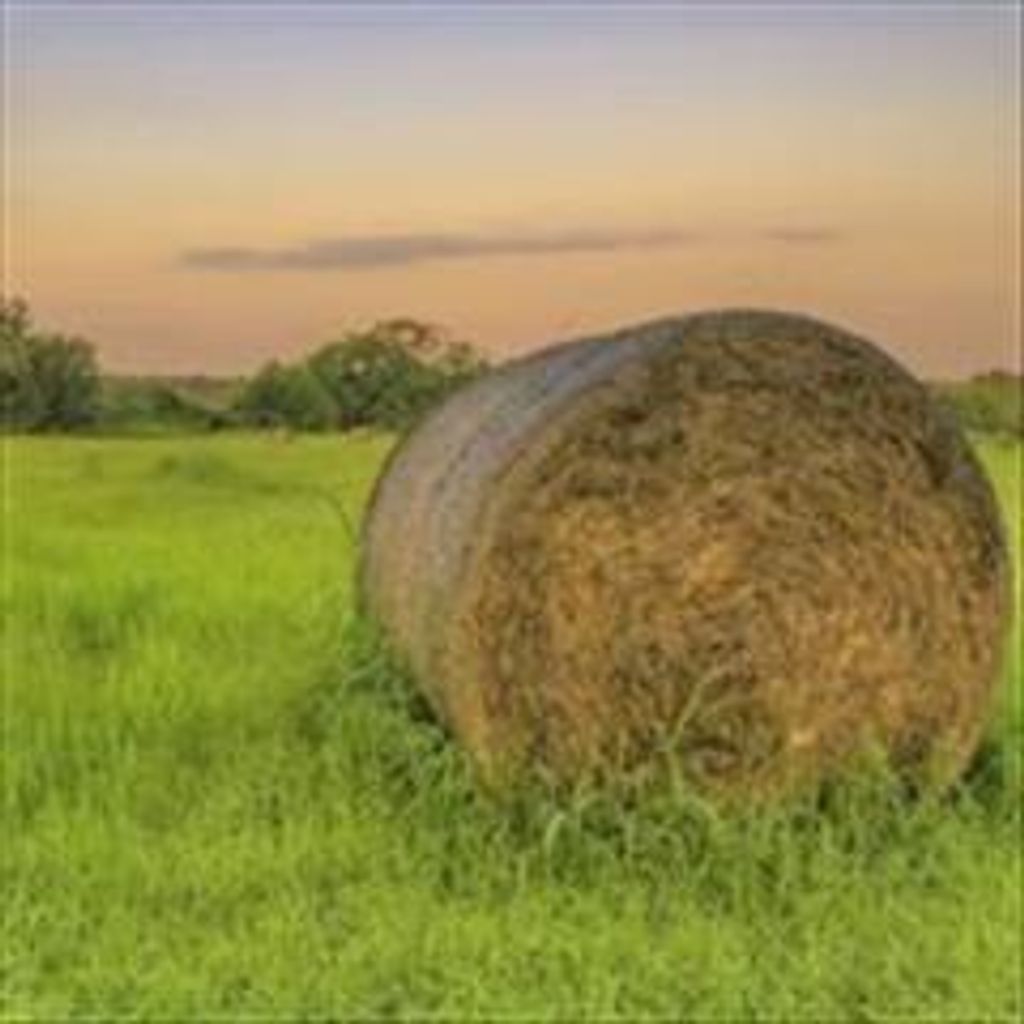 William Jearld Lollis Profile Photo