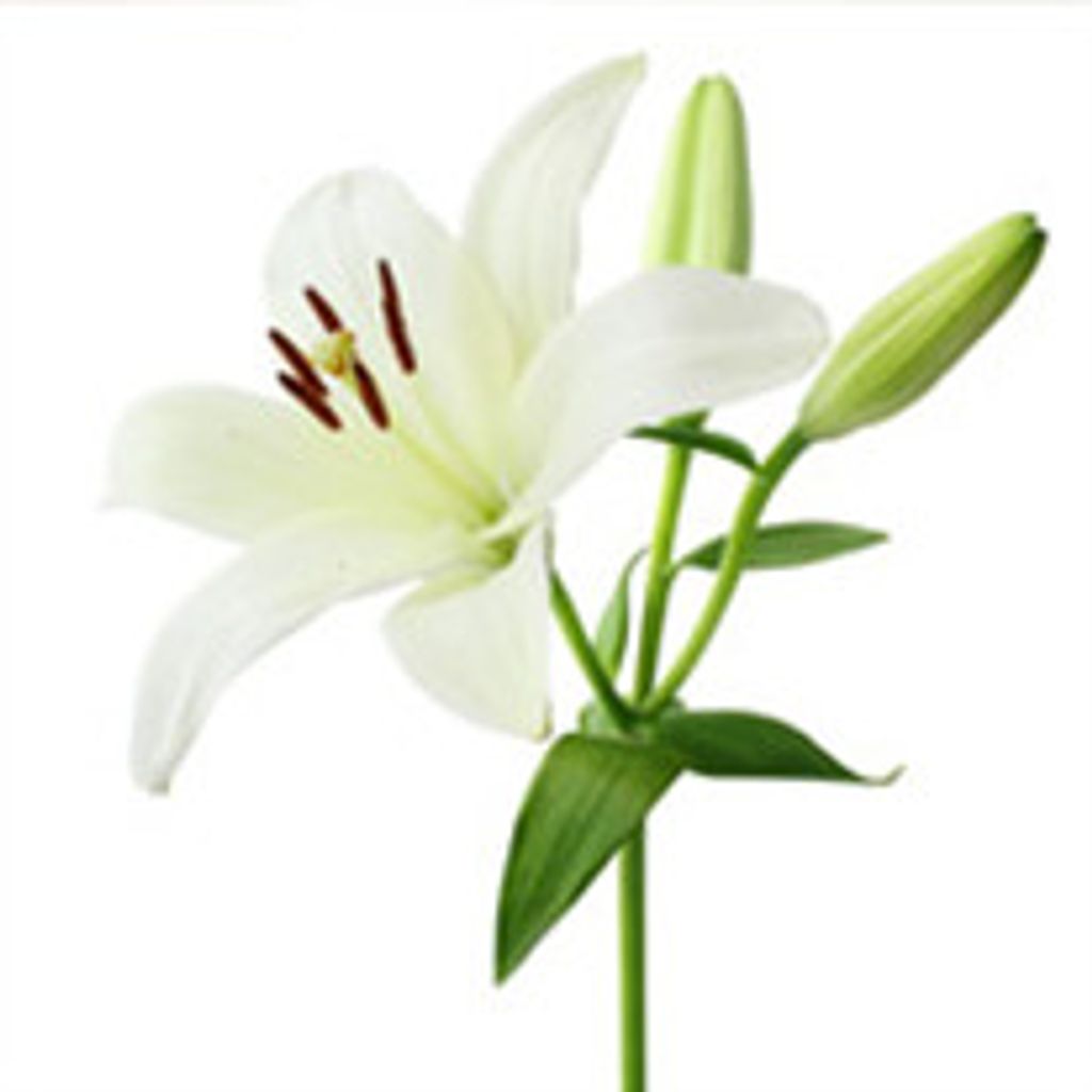 Dorothy Belle (Thorne) Varner Profile Photo