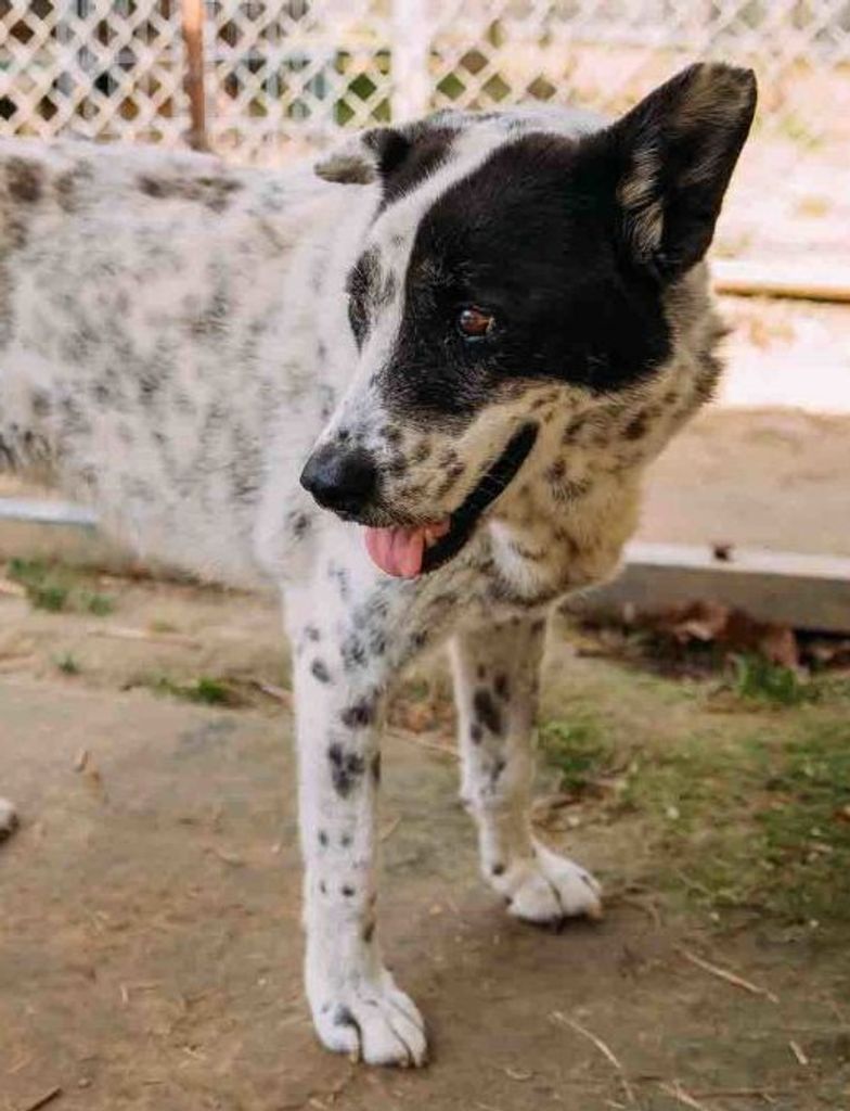 Rocket Fayette County Animal Rescue