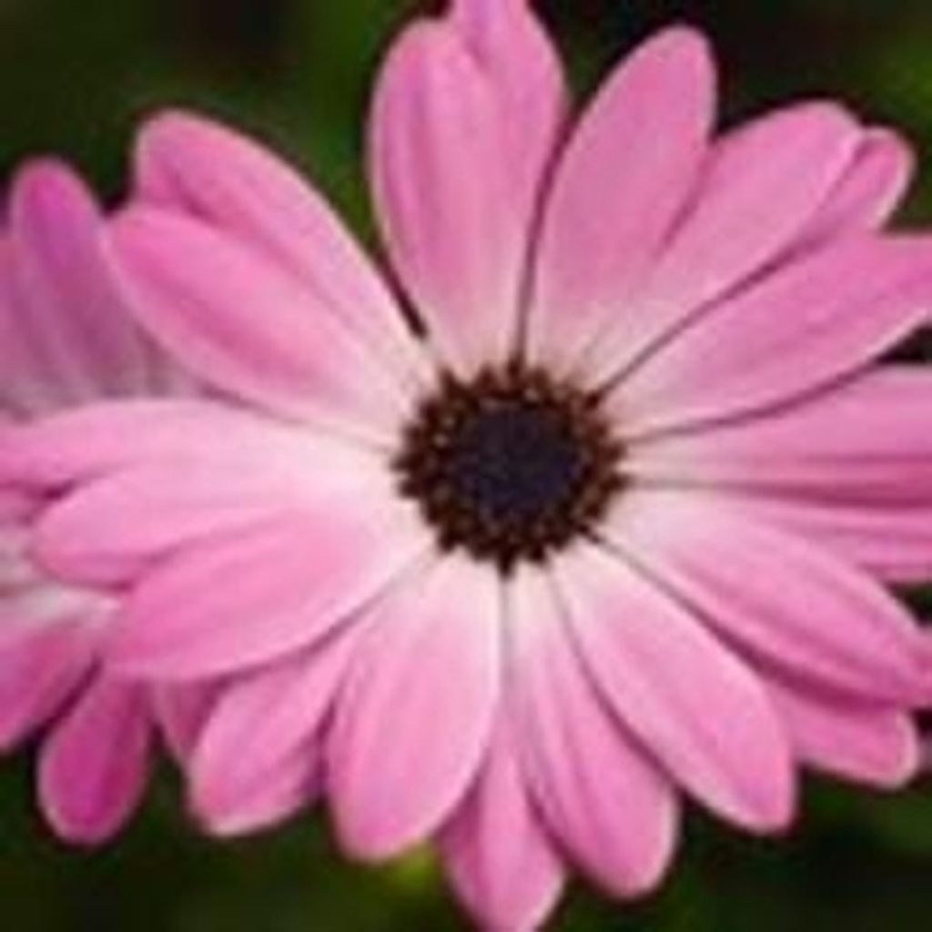 Marie Dunbar Profile Photo