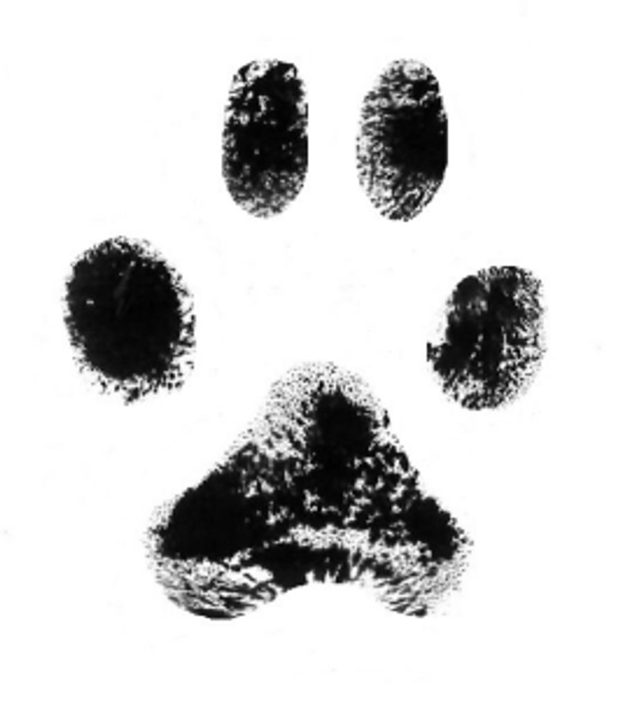 Tigger Storie