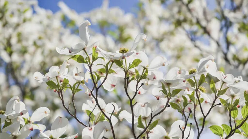 Cover photo for Olivia White's Obituary