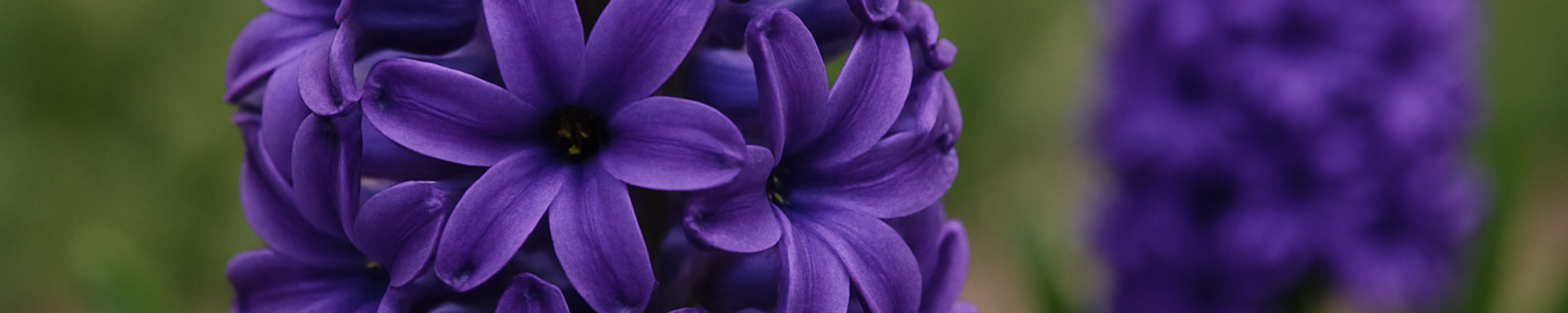Cover photo for Teresa Rosales Peregrina Imhoff's Obituary