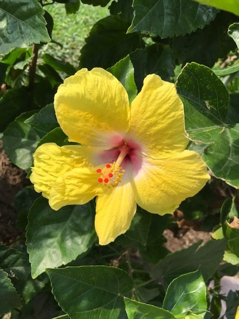 Lamona L. Phillips Profile Photo