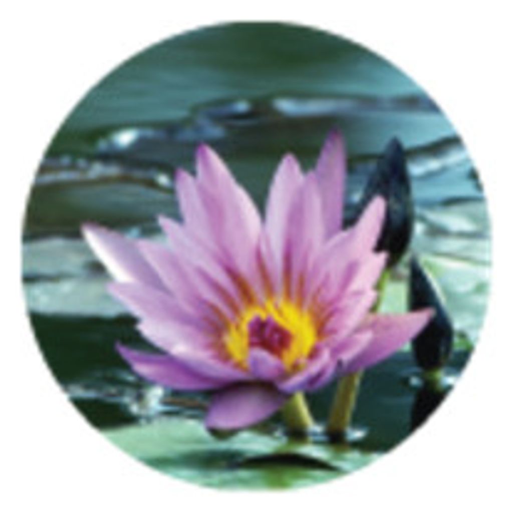 Alice A. Kosinski Profile Photo