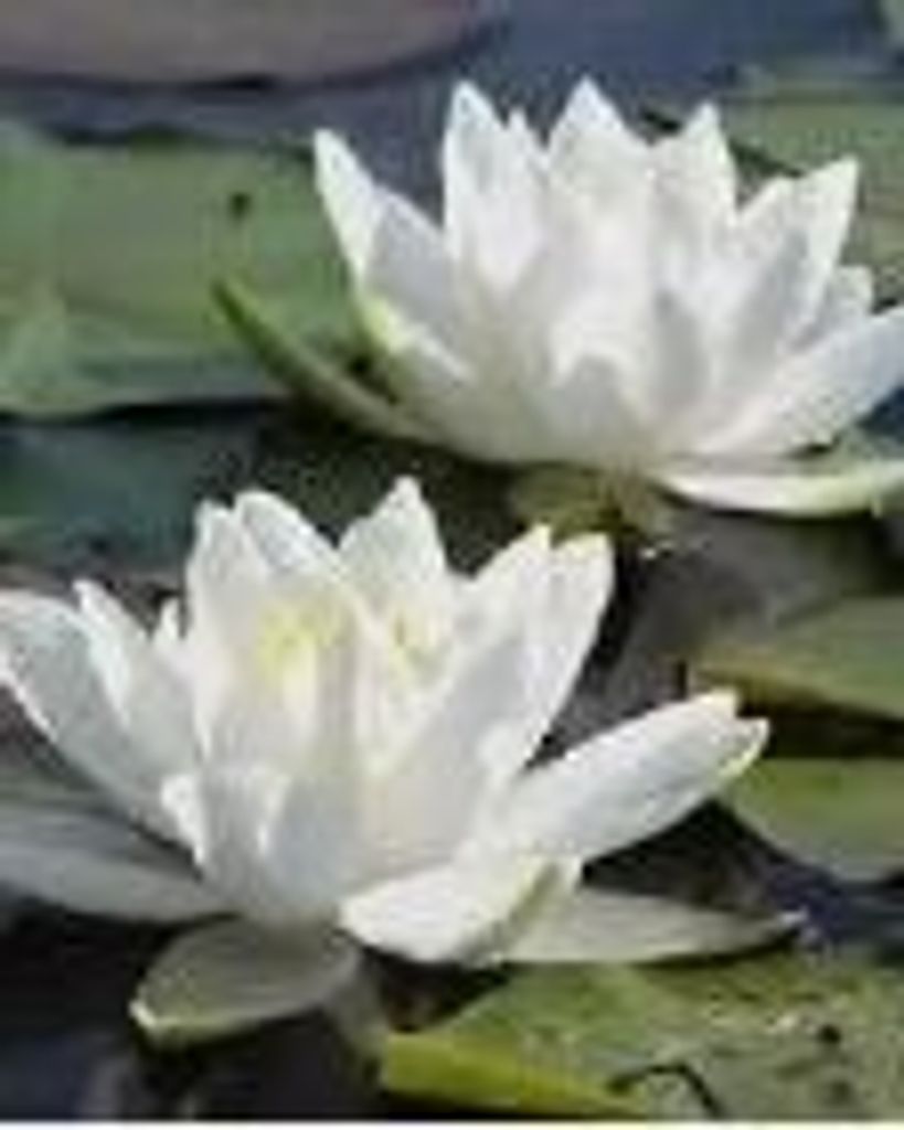 Ung Thi Cole