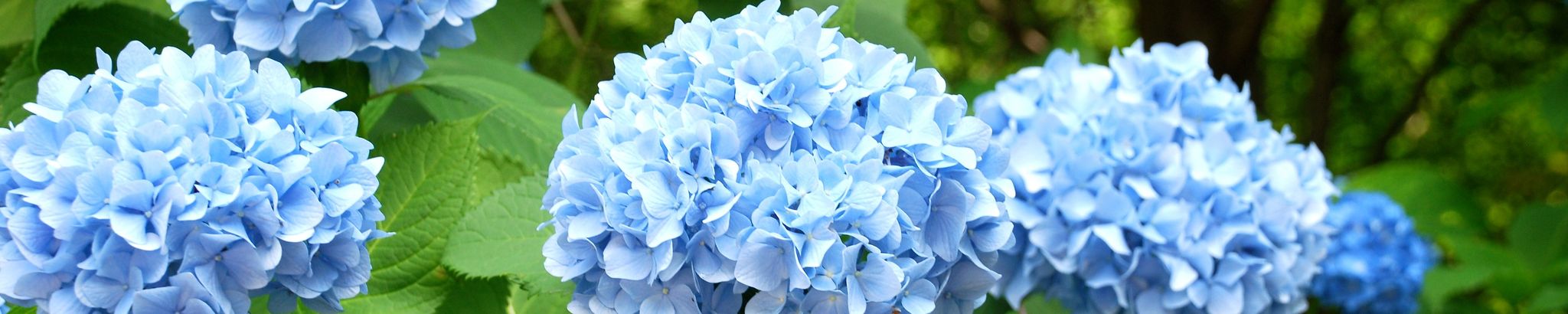 Cover for Eva Betty Lopes's Obituary