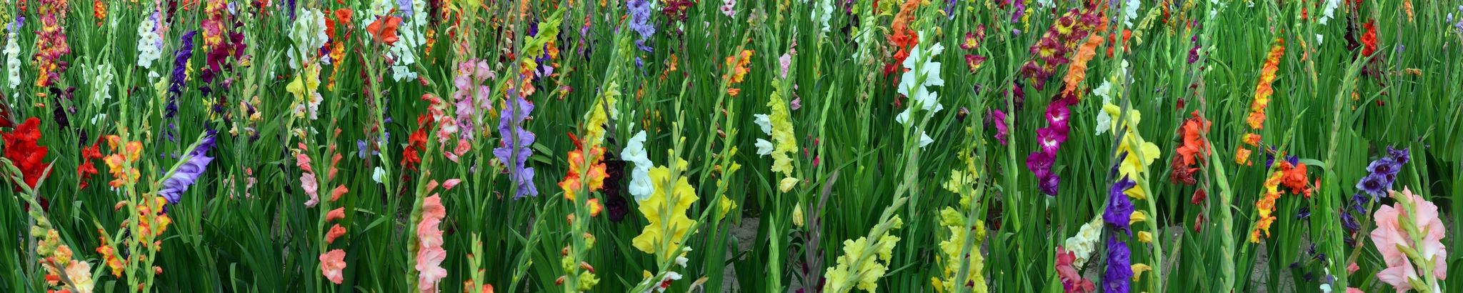 Cover for Mary Lou Osborne's Obituary