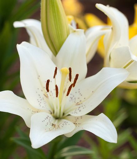 Lucy Elizabeth Custer's obituary image