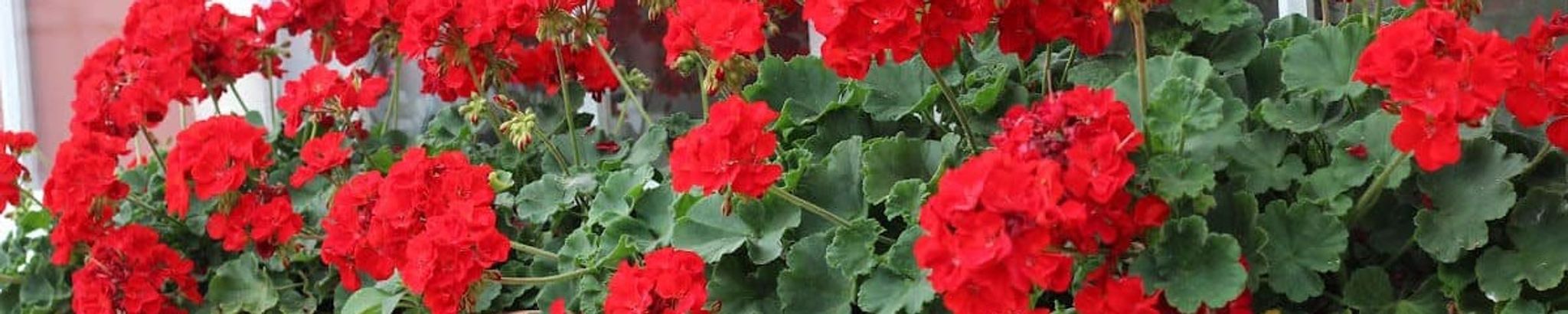 Cover photo for Elaine Gustafson's Obituary