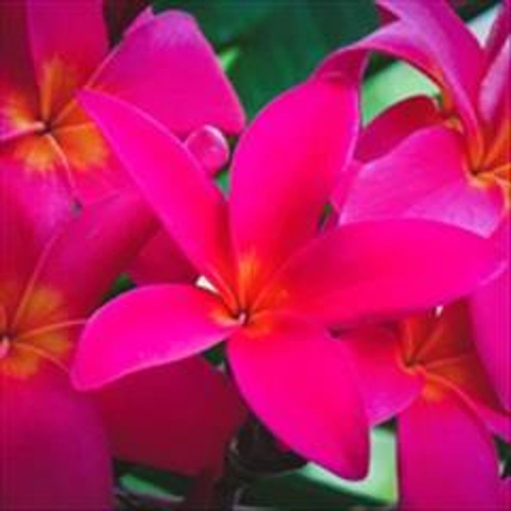 Thu-Nguyet Thi Do Profile Photo