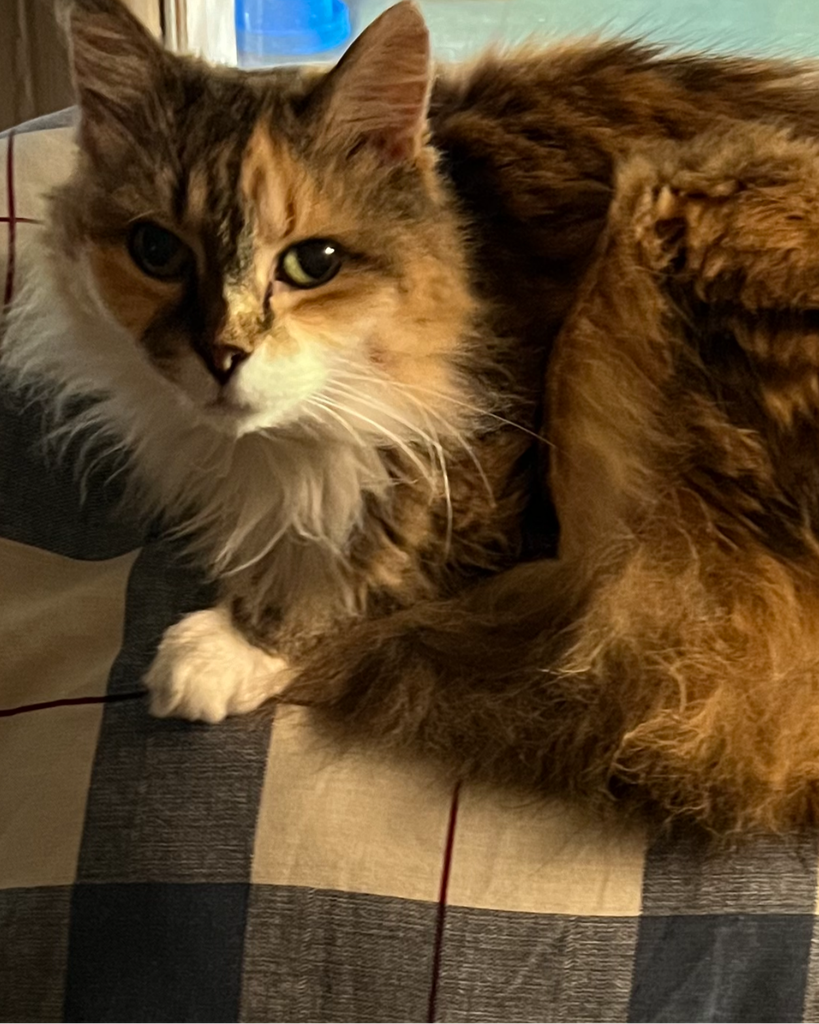 Snickers __ Profile Photo