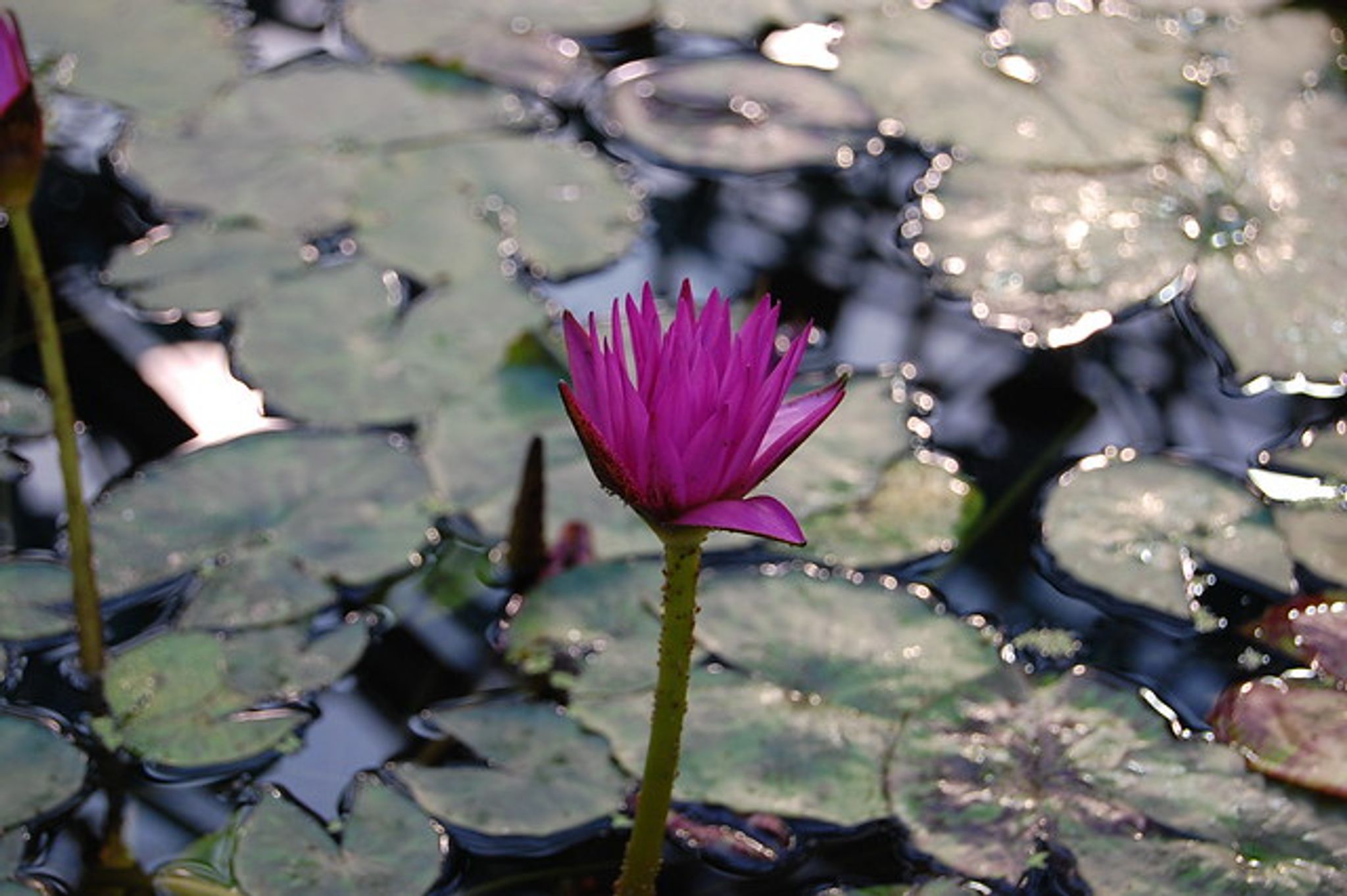 Cover photo for Mary Anne Stone's Obituary