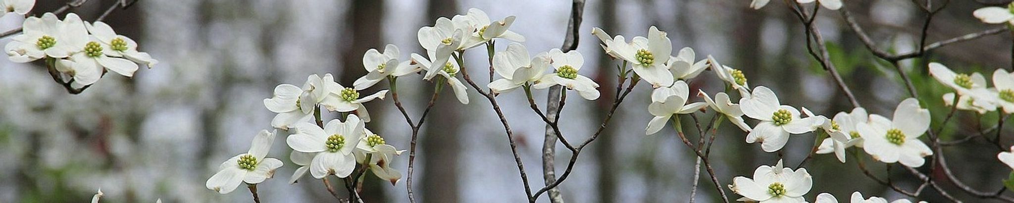 Cover photo for Dinah H. Cash's Obituary