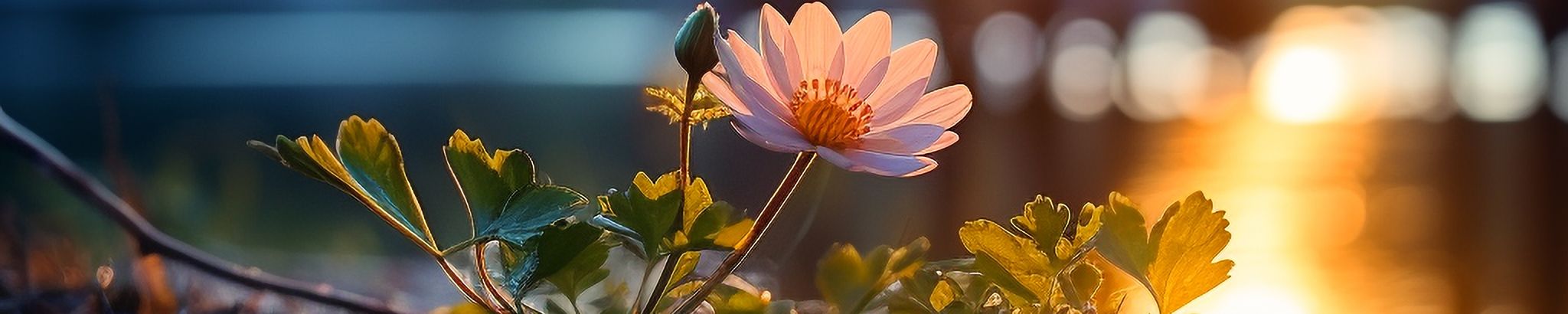 Cover for Abbey McDaniel's Obituary