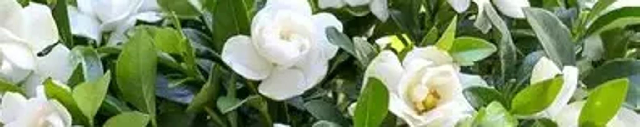 Cover for Barbara A. Ritucci's Obituary