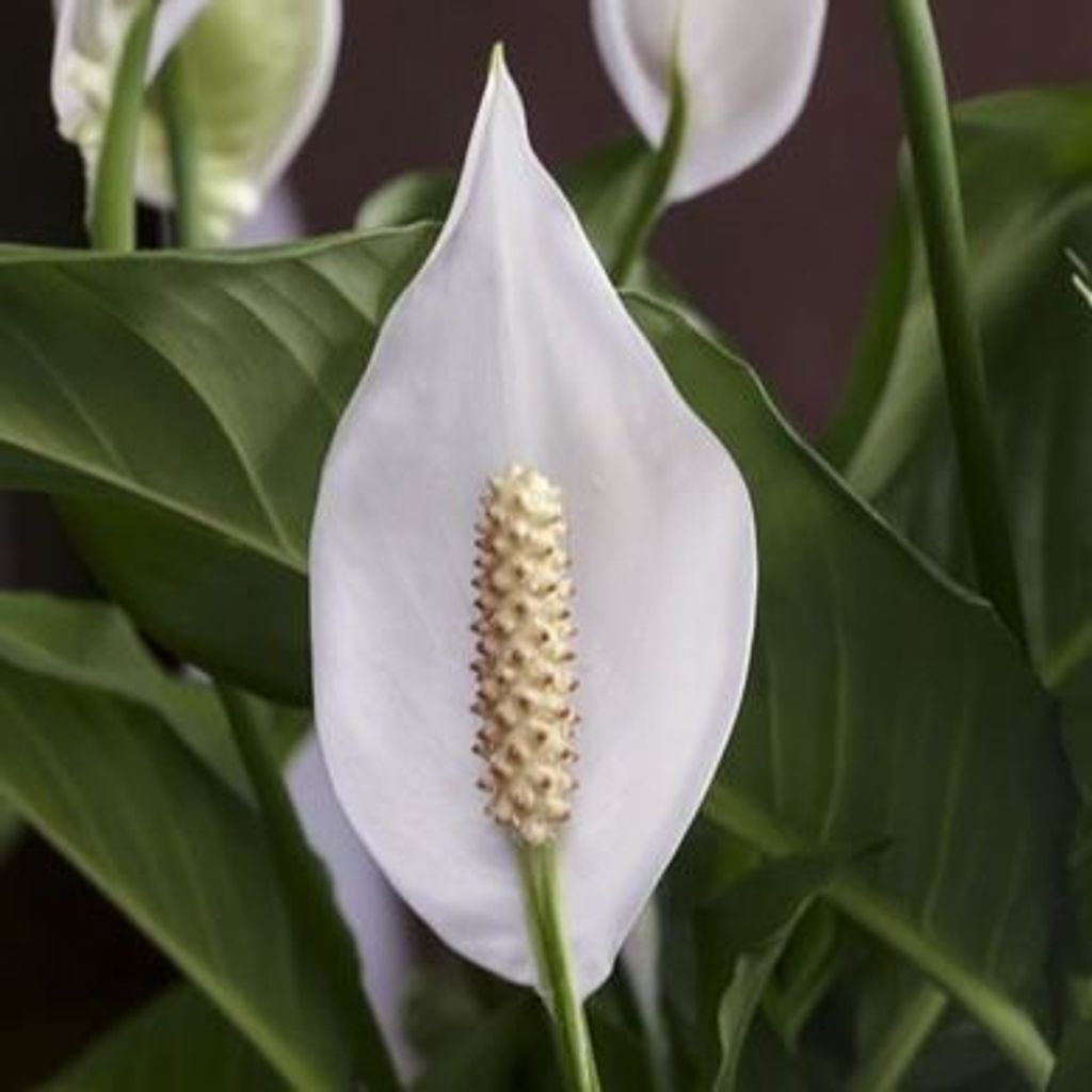 Patricia Trumbauer Profile Photo