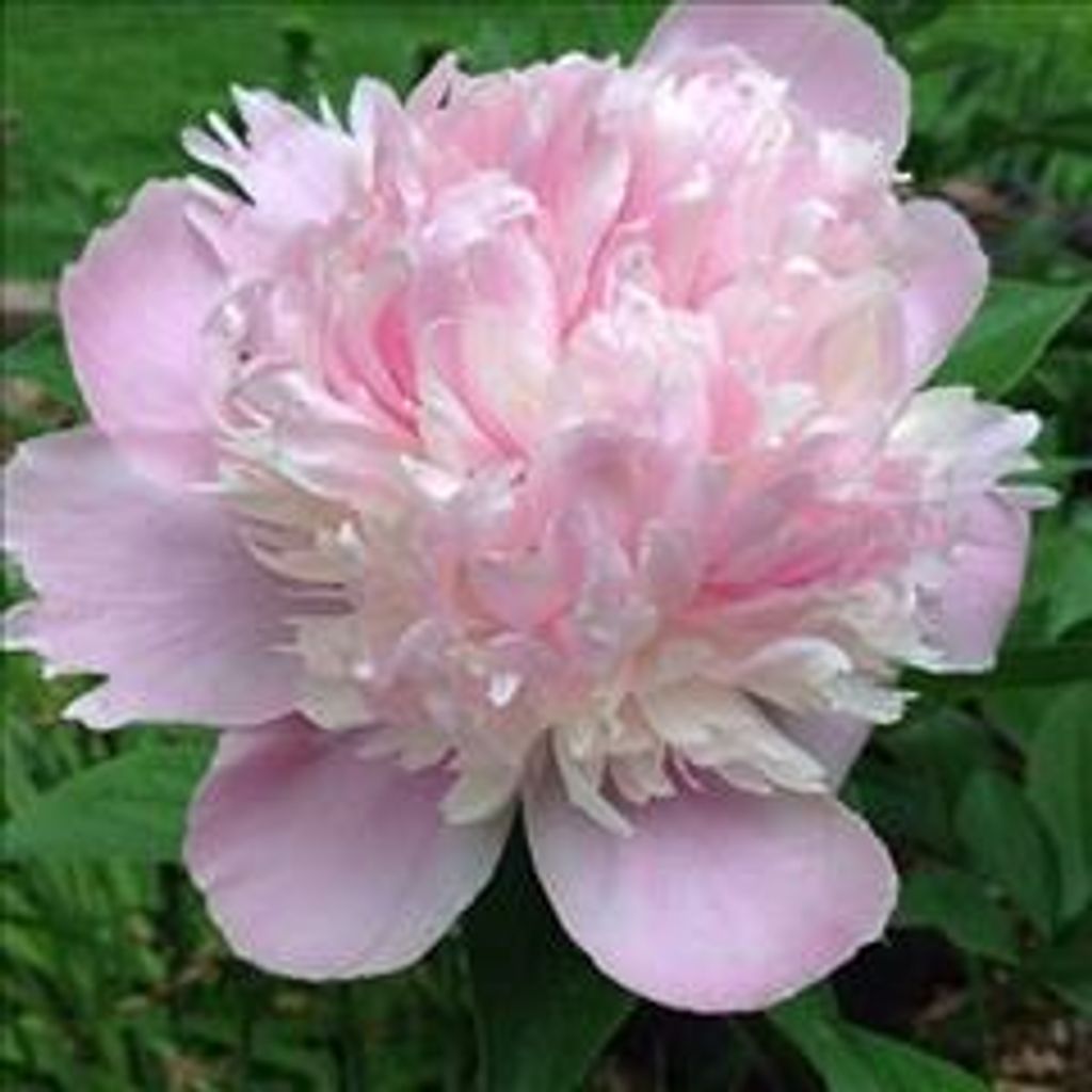 Rozella Mae Allen Profile Photo